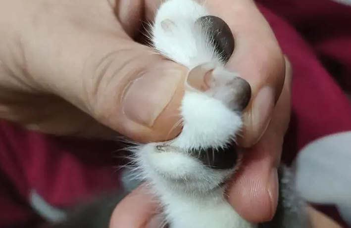 指甲猫是活的吗
