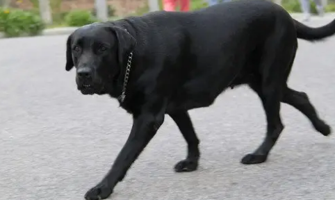 五黑犬智商高吗 五黑犬智商高吗