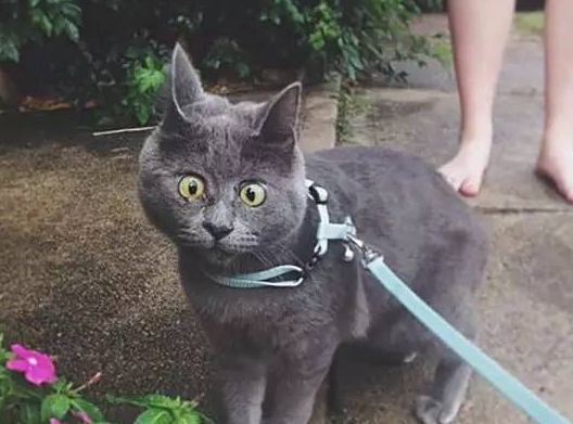 惊讶猫:脸上的表情就像一直保持着惊讶状 惊讶猫:脸上的表情就像一直保持着惊讶状