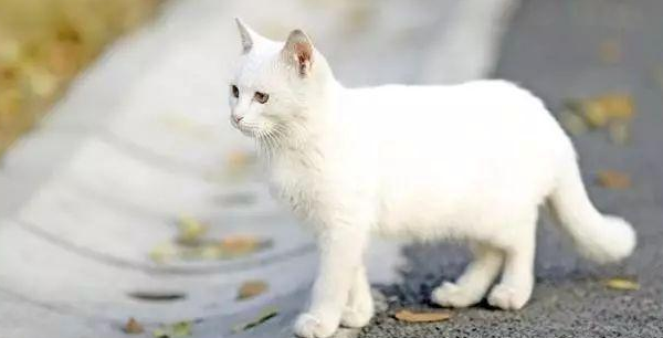 中华田园猫白猫是什么品种 中华田园猫白猫是什么品种