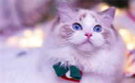 布偶猫淡紫色好养吗