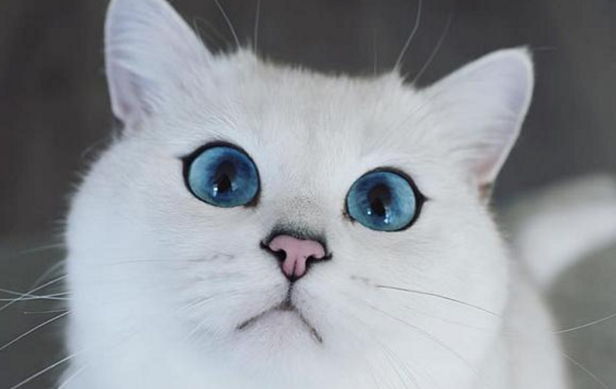 蓝眼白猫耳朵都会聋吗