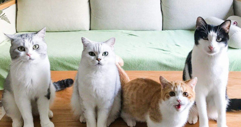 花花与三猫死掉的猫