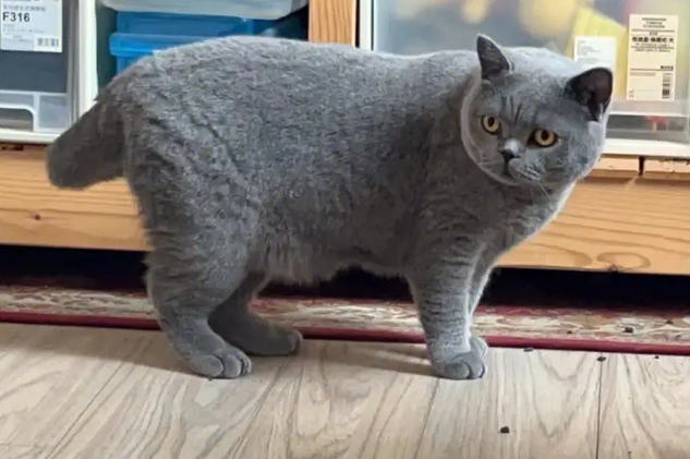 蓝短猫能活多久