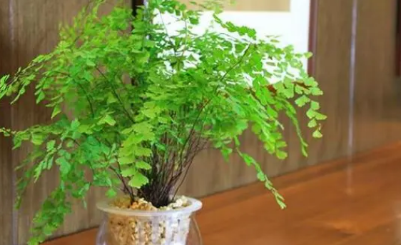 铁线蕨放家里好吗 铁线蕨放家里好吗