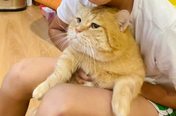 自从孩子放假后，猫咪每天脸上都写着“开心”，猫：烦屎啦，怎么还不开学？