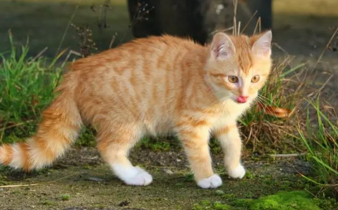 丽江女子将宠物猫剥皮录视频道歉,警方:虐猫还不属公安管辖 丽江女子将宠物猫剥皮录视频道歉,警方:虐猫还不属公安管辖