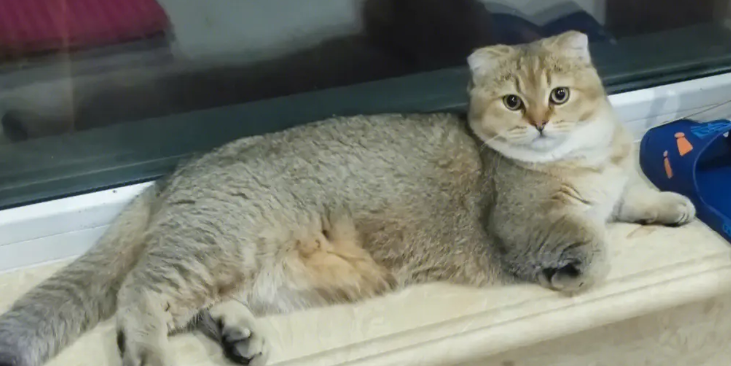 怎么判断是不是折耳猫