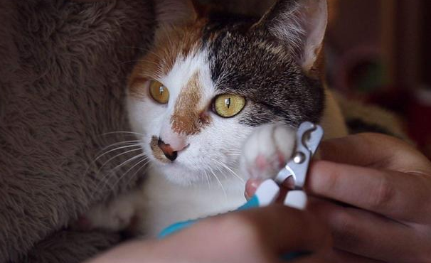 指甲猫眼怎么做出来的 指甲猫眼怎么做出来的
