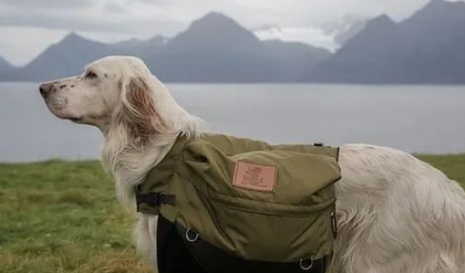 盘点十种搜救犬品种,拉布拉多上榜 盘点十种搜救犬品种,拉布拉多上榜