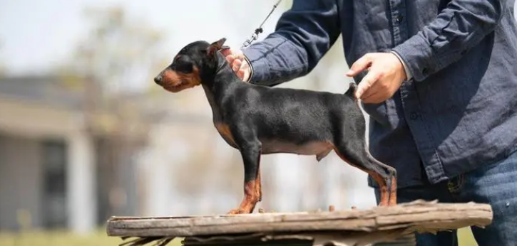 迷你宾莎犬智商