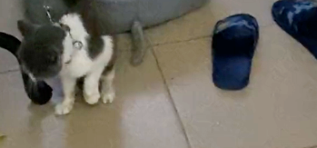 宠物猫被主人拴在楼道里，逢人就不停作揖，哀求好心人带它回家