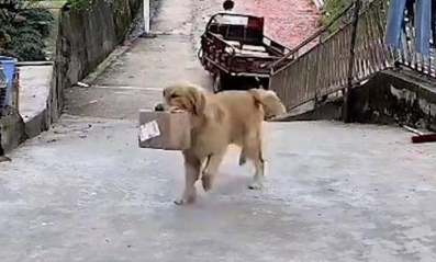 主人不在家,快递包裹却显示狗签收了?人们看监控视频笑到肚子疼