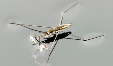 水蜘蛛有毒的吗长什么样 水蜘蛛有毒的吗长什么样