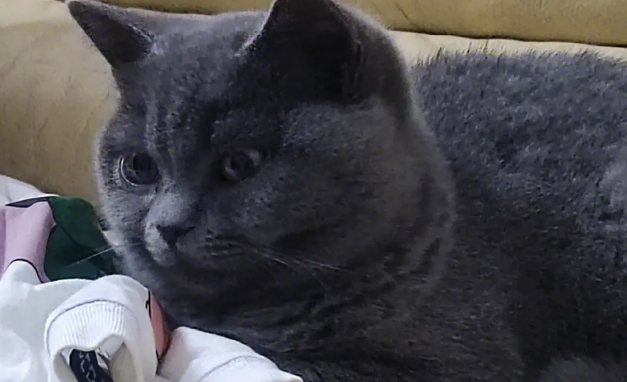 养蓝猫需要注意什么事项 养蓝猫需要注意什么事项