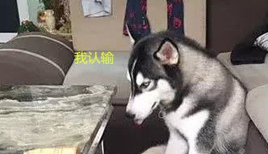 主人嫌二哈拆家厉害,把茶几换成了大理石的:来呀,造作呀! 主人嫌二哈拆家厉害,把茶几换成了大理石的:来呀,造作呀!