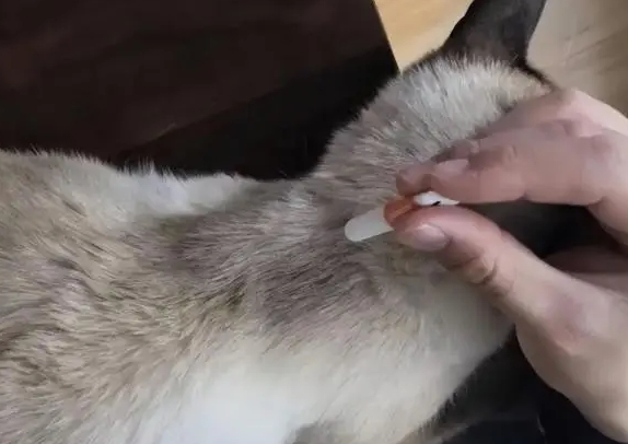 治猫跳蚤的最好的办法 治猫跳蚤的最好的办法