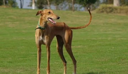 意大利灵缇犬是禁养犬吗 意大利灵缇犬是禁养犬吗
