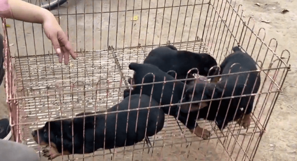3万买的小狗,10万也不卖,大叔:这可是我们家的看家种犬 3万买的小狗,10万也不卖,大叔:这可是我们家的看家种犬