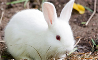 兔子的饲养方法及注意事项