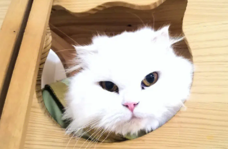 “家庭寄养宠物”走红背后有隐忧:宠物猫每天20元 “家庭寄养宠物”走红背后有隐忧:宠物猫每天20元