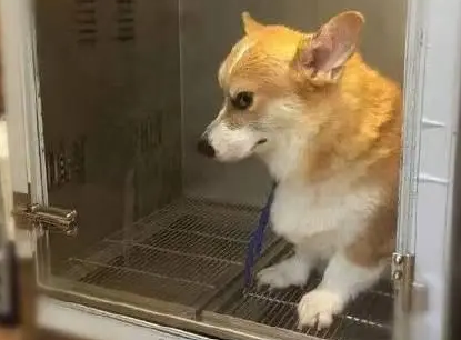 洗澡后的柯基被放进烘干箱，狗子眼神威胁主人，“烘干基”生气了