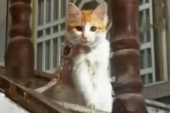 宠物猫被主人拴在楼道里，逢人就不停作揖，哀求好心人带它回家