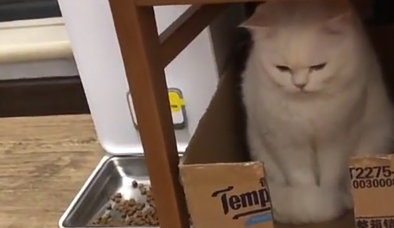 小奶猫耍玩具，猫爸猫妈“左右护法”，猫爸：这是我小时候玩过的