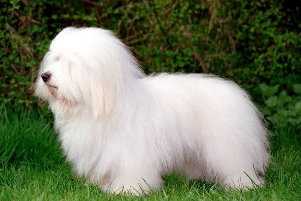 百科 | 棉花面纱犬，一只抗抑郁的“棉花糖”