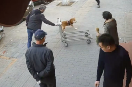 主人将狗拴在小推车上,结果它拉着小车转圈还刮到了汽车,太危险 主人将狗拴在小推车上,结果它拉着小车转圈还刮到了汽车,太危险
