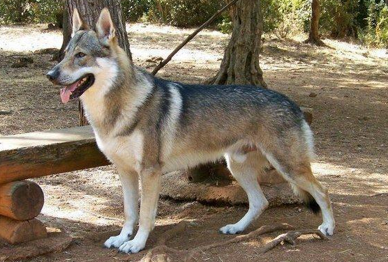 捷克狼犬现在多少钱一只