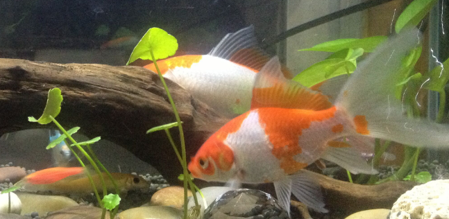 鱼刚死是浮的还是沉的