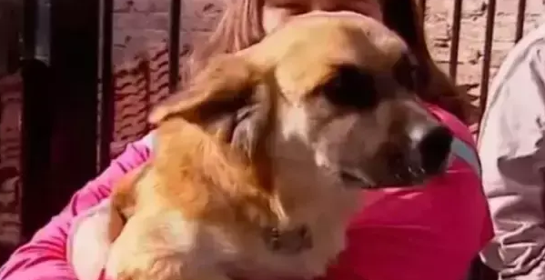 狗狗散步时被一个塑料袋吸引,主人打开以后惊呆了 狗狗散步时被一个塑料袋吸引,主人打开以后惊呆了