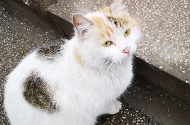 男孩与流浪猫玩耍被抓伤,感染“猫抓病”多处淋巴结肿如鸡蛋 男孩与流浪猫玩耍被抓伤,感染“猫抓病”多处淋巴结肿如鸡蛋