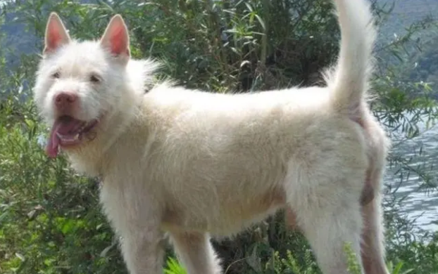 下司犬打猎怎么训练？这两项技能必须掌握