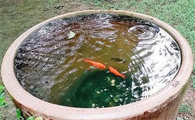 养鱼先养水 这个水怎么养
