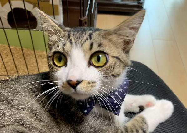 主人烫了个爆炸头回家,把猫咪耳朵都吓没了,网友:猫以为你炸毛了 主人烫了个爆炸头回家,把猫咪耳朵都吓没了,网友:猫以为你炸毛了