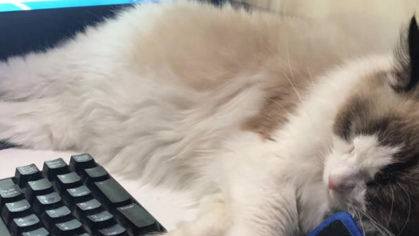 家里的猫咪怀孕后经常呕吐,去医院检查后,医生却说和怀孕无关 家里的猫咪怀孕后经常呕吐,去医院检查后,医生却说和怀孕无关