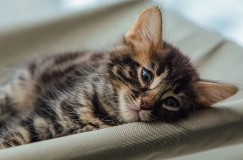 猫咪体检需要查什么？必选项目了解一下~