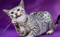 古埃及猫是哪位神的化身