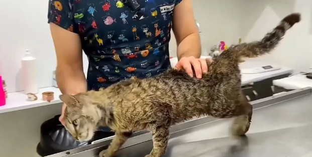 笑不活啦!狸花猫居然主动跑到宠物医院看病 笑不活啦!狸花猫居然主动跑到宠物医院看病