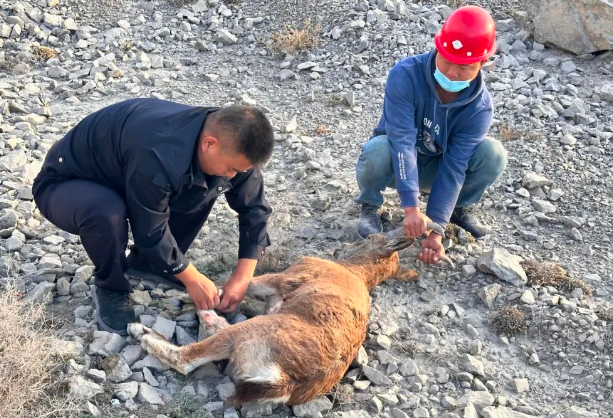 博乐公安民警救助国家二级保护动物——北山羊