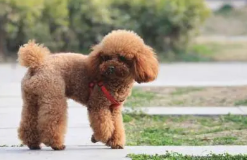 泰迪犬什么颜色最聪明