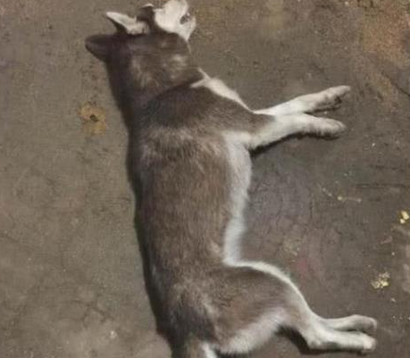 二哈吃完烤串后,第二天离奇死亡,检查结果却让主人后悔到捶胸! 二哈吃完烤串后,第二天离奇死亡,检查结果却让主人后悔到捶胸!