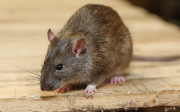 最能吓死老鼠的猫叫声10分钟 最能吓死老鼠的猫叫声10分钟