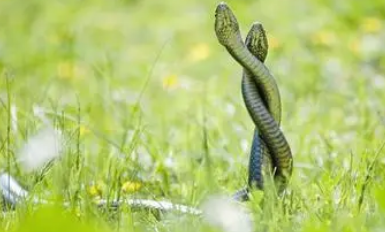 如果你看到两条蛇缠绕在一起,很可能是为了交配或产卵.