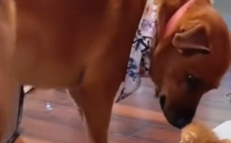 大狗对小橘猫一见钟情,将它当成自己的小孩一样照顾! 大狗对小橘猫一见钟情,将它当成自己的小孩一样照顾!