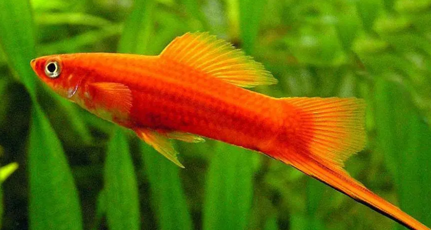 红箭鱼生小鱼前兆