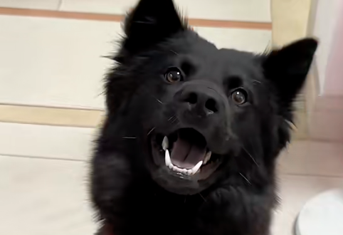 狗狗每到一楼就垂尾炸毛，到底是什么能让“镇宅”的五黑犬都瑟瑟发抖？