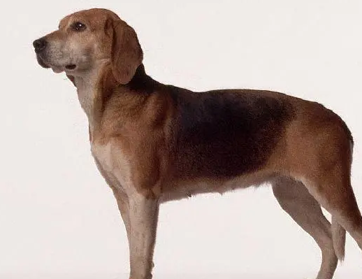 动物星球·世界名犬赏析——威尔斯激飞猎犬！
